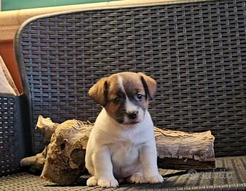 Jack russel CUCCIOLA