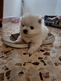 Spitz nano pomerania