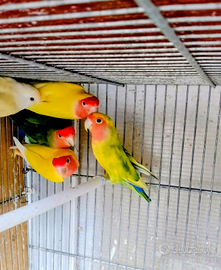 Inseparabili roseicollis