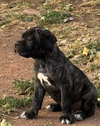 Cane Corso Cuccioli 2 mesi con vaccino