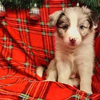 Border collie con Pedigree