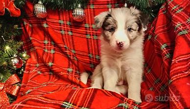 Border collie con Pedigree