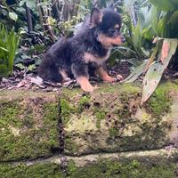 Spitz Nano Tedesco Pomerania femmina