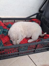 Cane Cucciolo maremmano