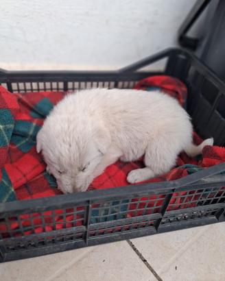 Cane Cucciolo maremmano