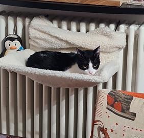 Animali gatti