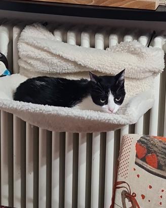 Animali gatti