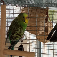 Cocorita
