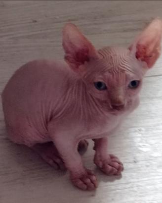 Gatto razza Sfinks