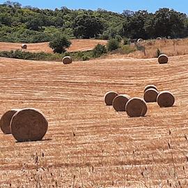 FIENO SEMINATO ROTOBALLE ROTOLI