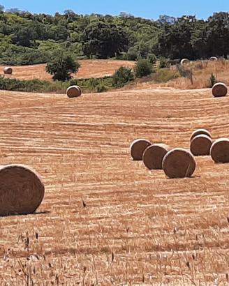 FIENO SEMINATO ROTOBALLE ROTOLI
