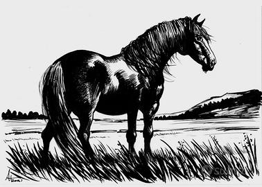 Disegno cavallo