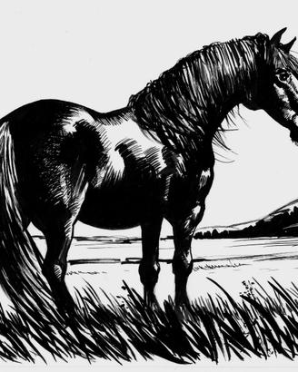 Disegno cavallo