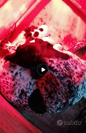 Cuccioli kurzhaar / bracco tedesco