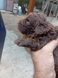 Cuccioli di Lagotto Romagnolo