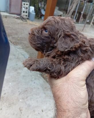 Cuccioli di Lagotto Romagnolo