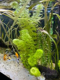 Piante per acquario