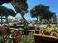 Immagine 16