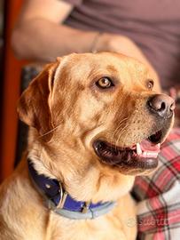 Cucciolo di Labrador