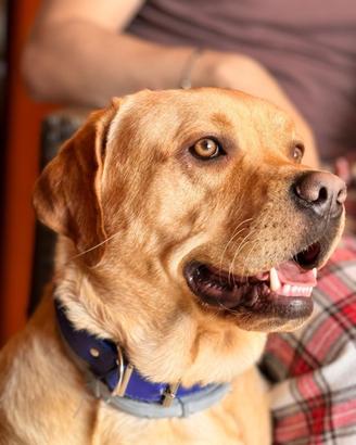 Cucciolo di Labrador