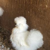 Moroseta bianca galli e galline