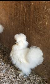 Moroseta bianca galli e galline