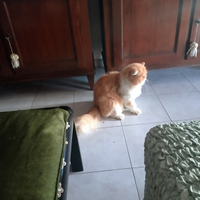 Cucciolo persiano maschio