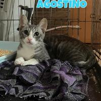 AGOSTINO gattino bianco e grigio