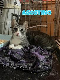 AGOSTINO gattino bianco e grigio