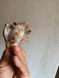 Cardellino