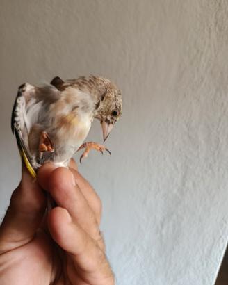 Cardellino