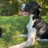 Artù cucciolo Pointer. Adozione