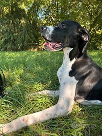 Artù cucciolo Pointer. Adozione
