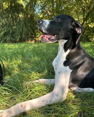 Artù cucciolo Pointer. Adozione