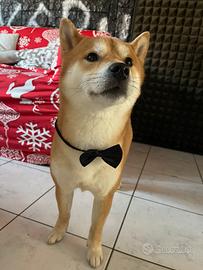 Maschio shiba inu per monta