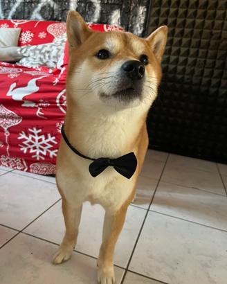 Maschio shiba inu per monta