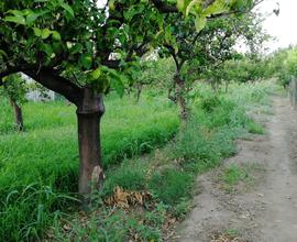 Terreno agrumeto a Calatabiano zona San Marco