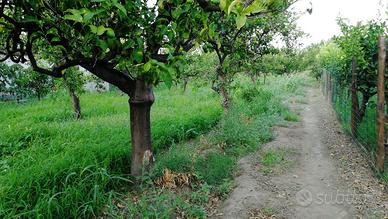 Terreno agrumeto a Calatabiano zona San Marco