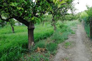 Terreno agrumeto a Calatabiano zona San Marco