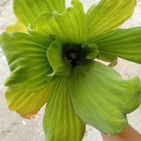 pianta