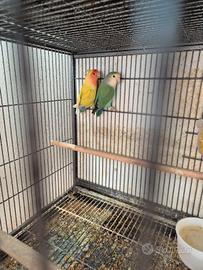 Inseparabili