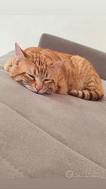 Gattino maschio 2 anni