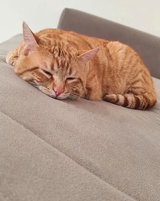 Gattino maschio 2 anni