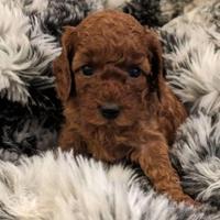 Cuccioli di barboncini mini toy