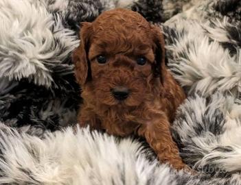 Cuccioli di barboncini mini toy