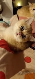 Cucciola British golden cincillà