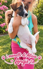Femmina di Jack russell terrier con pedigree