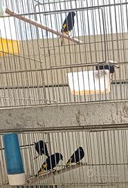 Negriti della bolivia, canarini