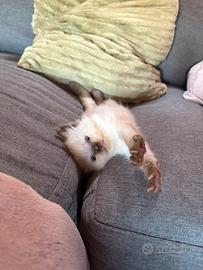 Gattina ragdoll