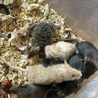 Mus musculus colorati